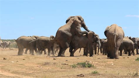 Video: elephants making more elephants in Addo - Africa Geographic