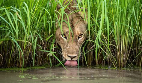 Wildlife photographer of the year, les plus belles photos du monde animal | Slate.fr