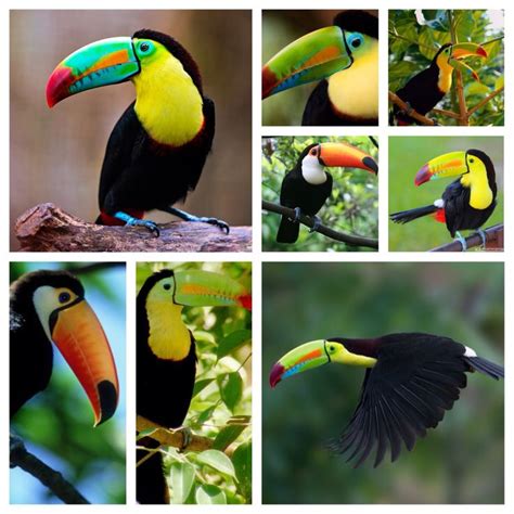 Toucan | Toucans, Parrot, Birds