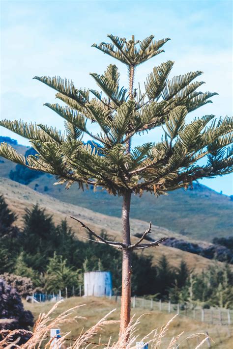 Norfolk Island Pine tree new zealand Red Around the World