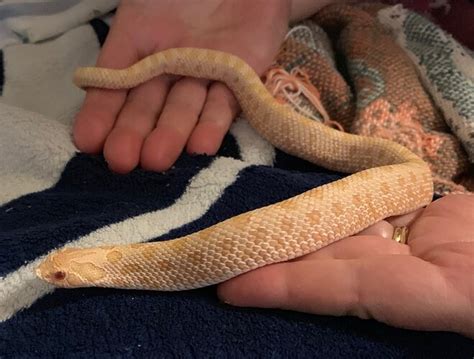 Feeding Schedule for Hognose - Western Hognose - MorphMarket Reptile Community