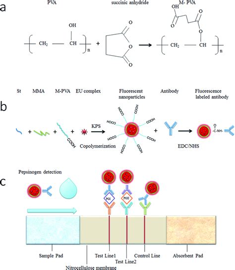 Schematic representation of the pepsinogen immunoassay. (a) PVA... | Download Scientific Diagram