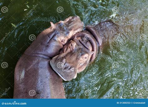 Hippopotamus Swimming in Water Stock Image - Image of mammal, large: 31300253