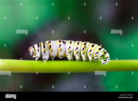 A macro shot of a caterpillar (swallowtail butterfly larva) walking along a plant stem Stock ...