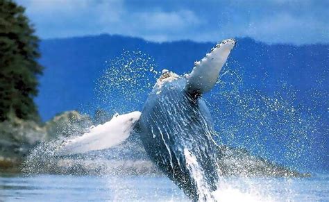 Sealife Around the World: Whale blubber facts