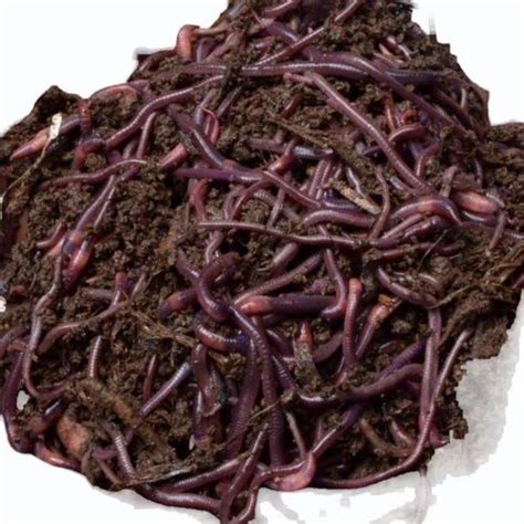 Eisenia Fetida Live Earthworms at Rs 300/kg | Red Wigglers Earthworm in Indore | ID: 2852171863173