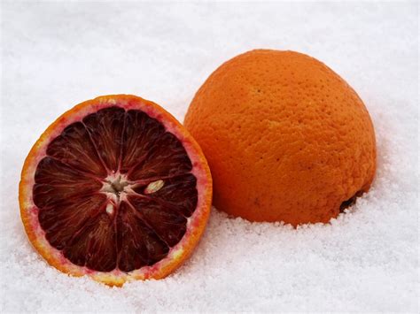 Blood Orange Citrus Fruit · Free photo on Pixabay