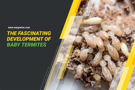 From Egg To Adult: The Fascinating Development Of Baby Termites