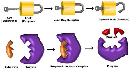 Mechanism of Enzyme Action (Activation Energy and Lock and Key ...