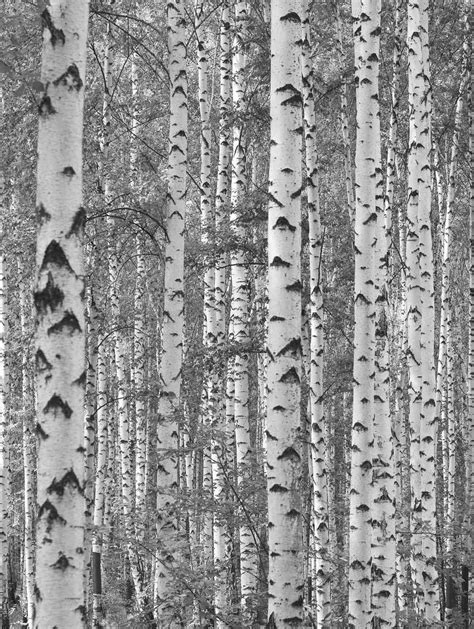 Birch Tree Forest (Black and White) 6' x 8' (1,83m x 2,44m) | Birch ...