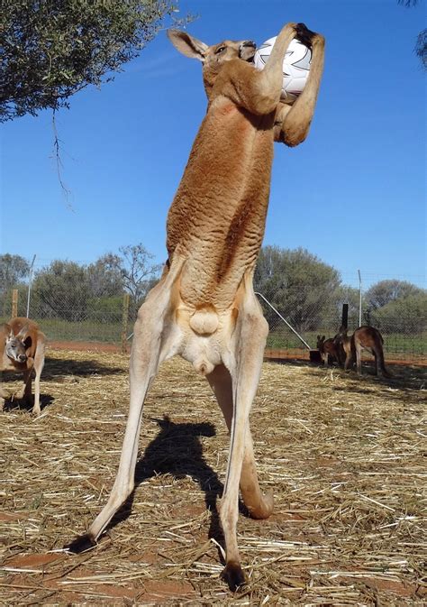 Australia’s best hope for World Cup? Their own Roo-ney