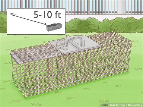 How to Trap a Groundhog: 12 Steps (with Pictures) - wikiHow