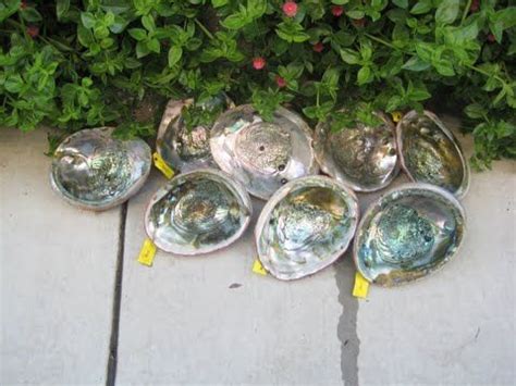 Abalone Diving - NiceDublin Community Online