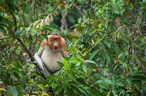 Female Proboscis Monkey | Sean Crane Photography