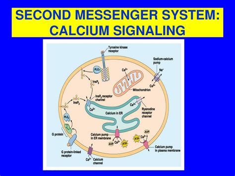 PPT - SIGNAL TRANSDUCTION PowerPoint Presentation, free download - ID ...