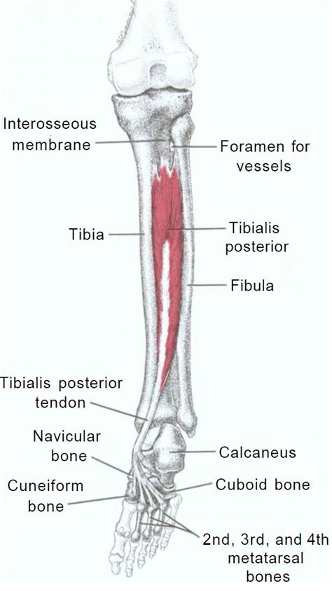 Muscle Anatomy Of The Tibialis Posterior