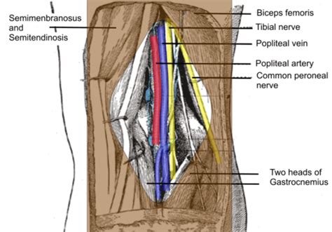 Popliteal Fossa / Knee Joint Flashcards | Quizlet