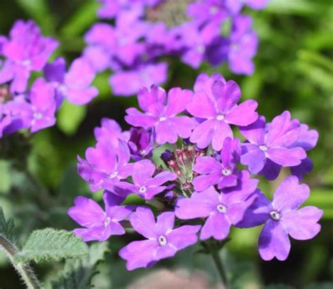 What Are the Best Tips for Planting Verbena Seeds?