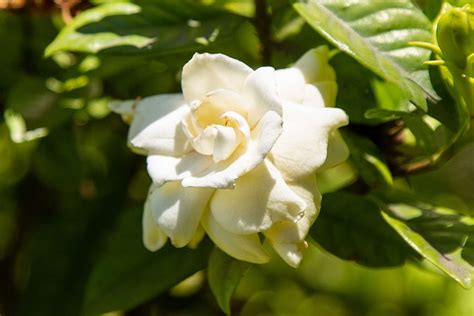 What Does a Gardenia Look Like - Back Gardener