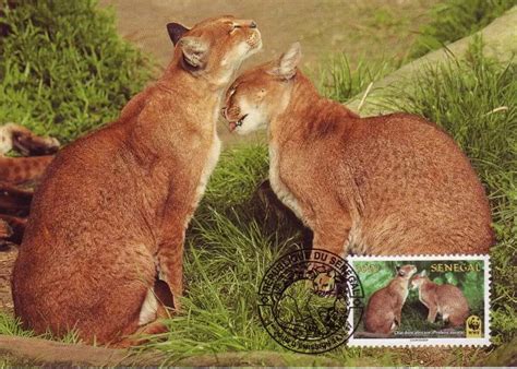 African Golden Cat - Facts, Diet, Habitat & Pictures on Animalia.bio