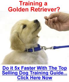 Golden Retriever Training