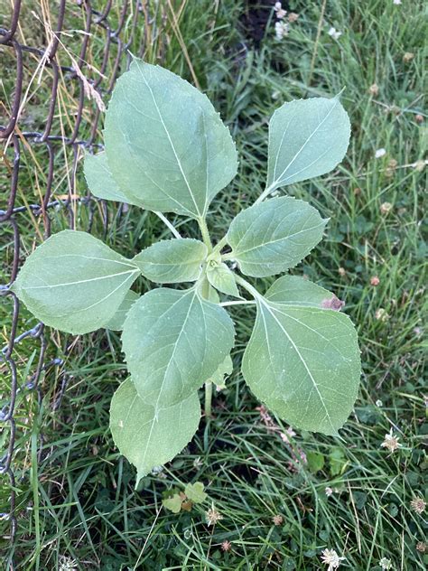 What is causing leaves curling? One sunflower is looking ok, the others ...