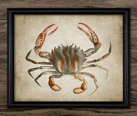 Crab Print Crab Poster Vintage Crab Illustration Marine - Etsy