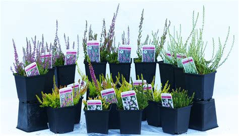 6 X MIXED HEATHERS CALLUNA & ERICA VARIETIES COLOURFUL FLOWERING PLANT – Gearcourt