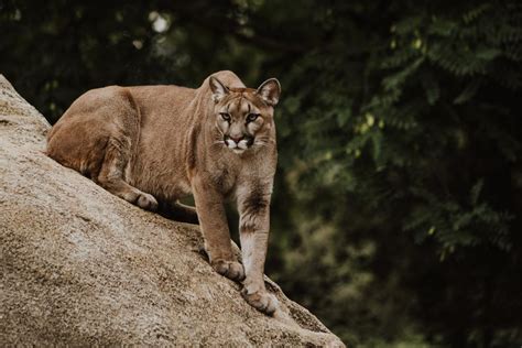 How To Handle A Mountain Lion Encounter – Womxn Of The Wild