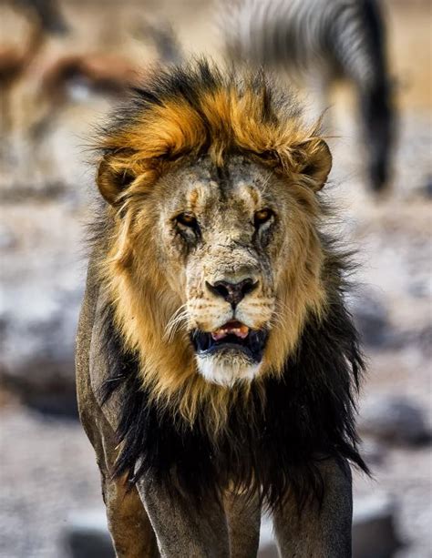 Black-mane Lion | Shutterbug