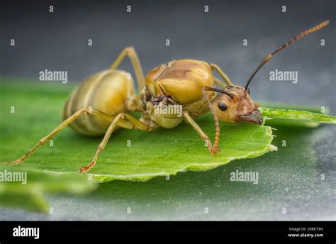 giant queen of Alate ants Stock Photo - Alamy