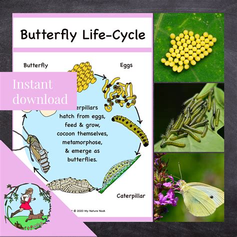 Butterfly Life-cycle Poster printable PDF - Etsy UK