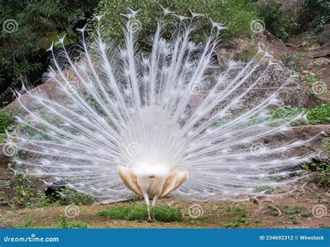 Portrait of White Peacock during Courtship Display Stock Photo - Image ...