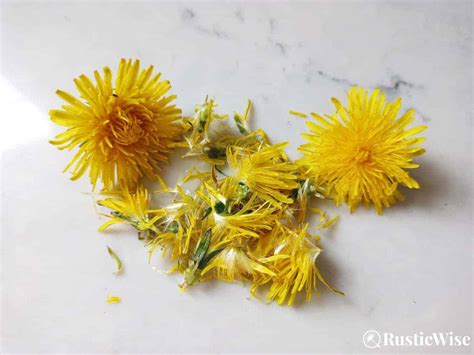 Easy Dandelion Flower Recipe: How To Make Tasty Dandelion Fritters ...