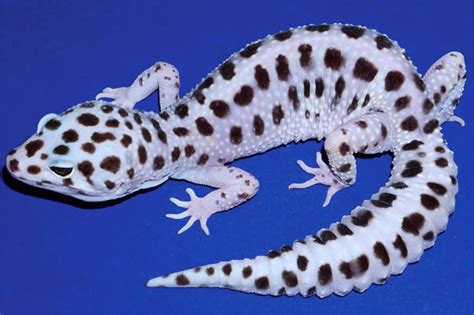 Lemon Frost Leopard Gecko Skin Tumors Traced to Cancer Gene | Hiswai