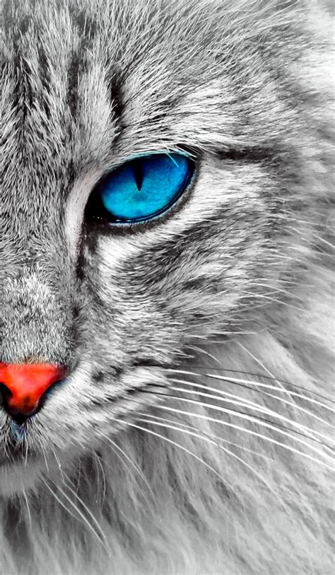 1920x1080px, 1080P free download | CAT EYE, animals, blue, dog, live, nice, nose, HD phone ...