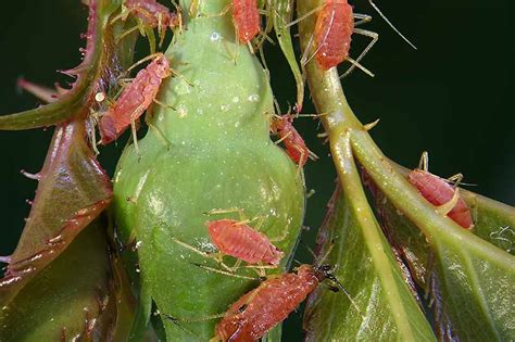 How to Control Aphids on Roses | Gardener’s Path