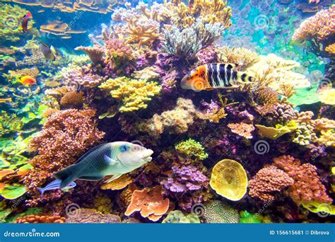 Tropical Fish and Coral Reef Stock Image - Image of tropical, vibrant ...