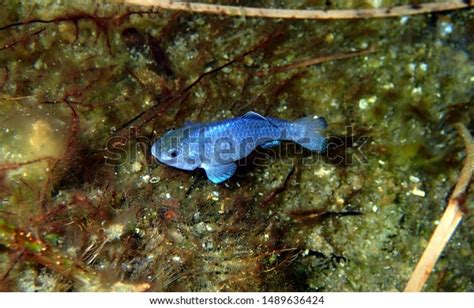 41 Desert Pupfish Images, Stock Photos & Vectors | Shutterstock