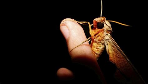 List of nocturnal flying insects | eHow UK