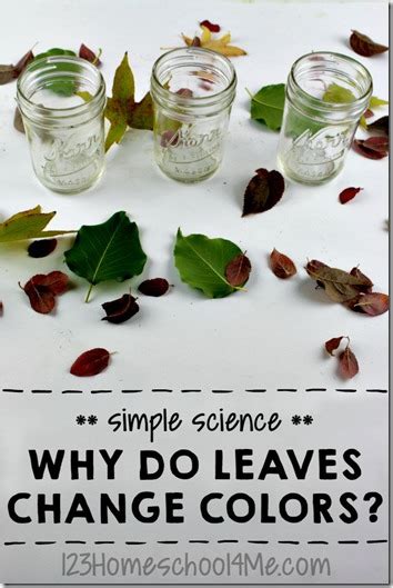 Why do Leaves Change Color - Science Experiment