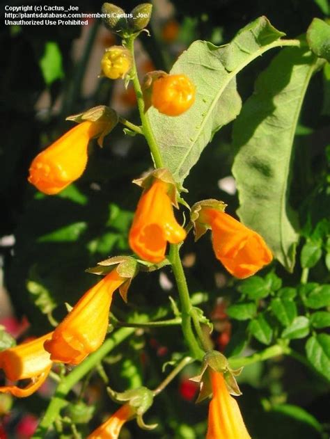 PlantFiles Pictures: Eccremocarpus Species, Chilean Glory Creeper, Chilean Glory Flower, Glory ...