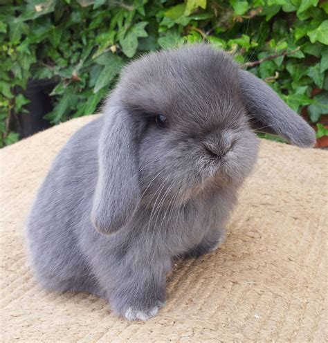 Pin on Oh the Cuteness!! | Mini lop, Pet rabbit, Rabbit breeds