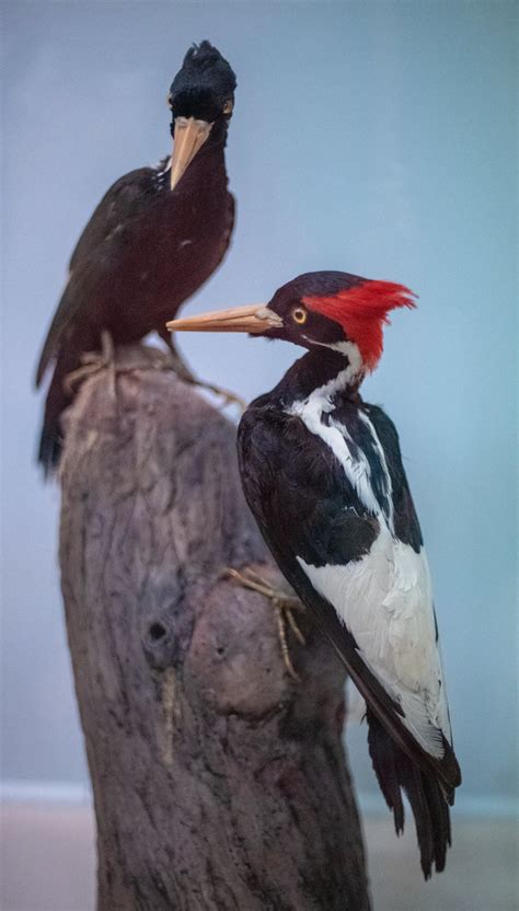 Ivory Billed Woodpecker | Starmind Conservation