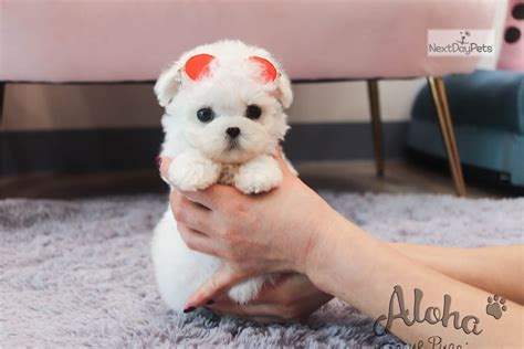 Teacup Bichon: Bichon Frise puppy for sale near Atlanta, Georgia. | f65f4ac5-a151