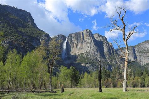 40+ Jeffrey Pine Yosemite Stock Photos, Pictures & Royalty-Free Images ...