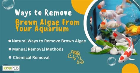 Ways to Remove Brown Algae From Your Aquarium - Kobi Pets