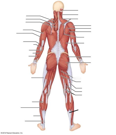 posterior body muscle labeling Diagram | Quizlet