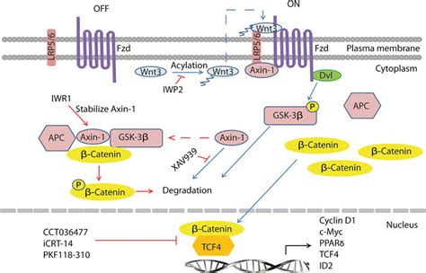 Schematic representation of Wnt pathway inhibition by small molecule... | Download Scientific ...