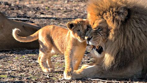 Lion and, Cub, 4k HD Phone Wallpaper | Rare Gallery